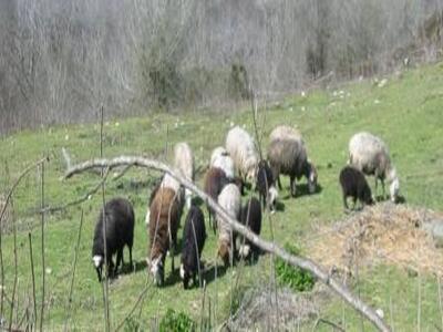 sheep.jpg - 400x300 sheep.jpg